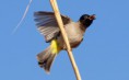 /album/some-overseas-trips/yellow-vented-bulbul-eilat-marxch-2009-jpg/